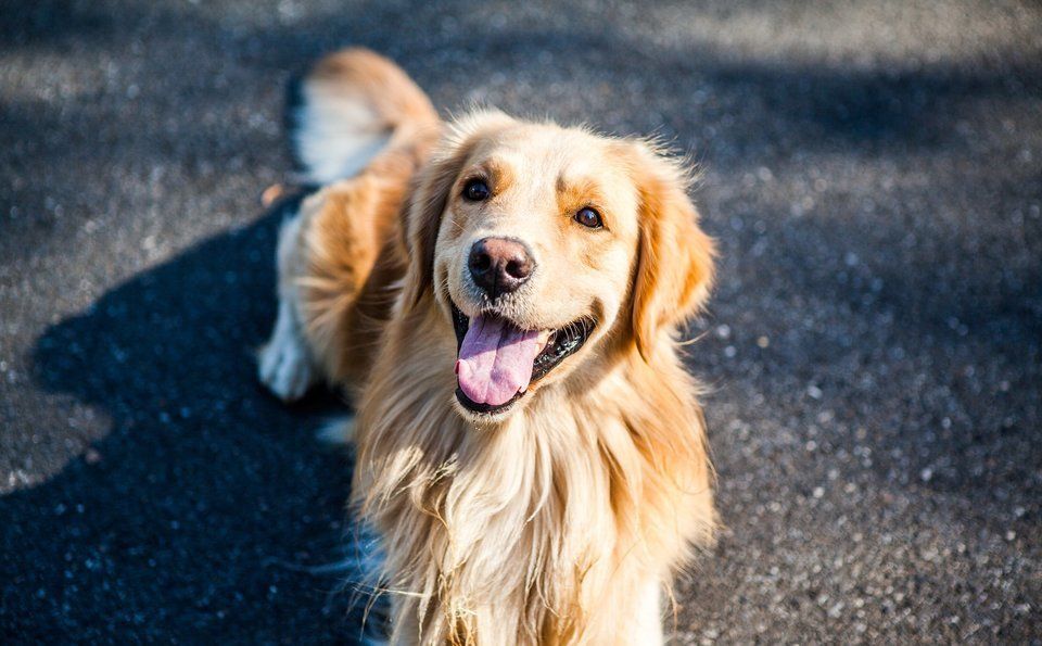de meest kindvriendelijke hondenrassen - golden retriever