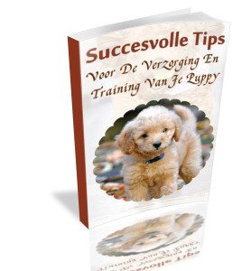 succesvolle-tips-puppy
